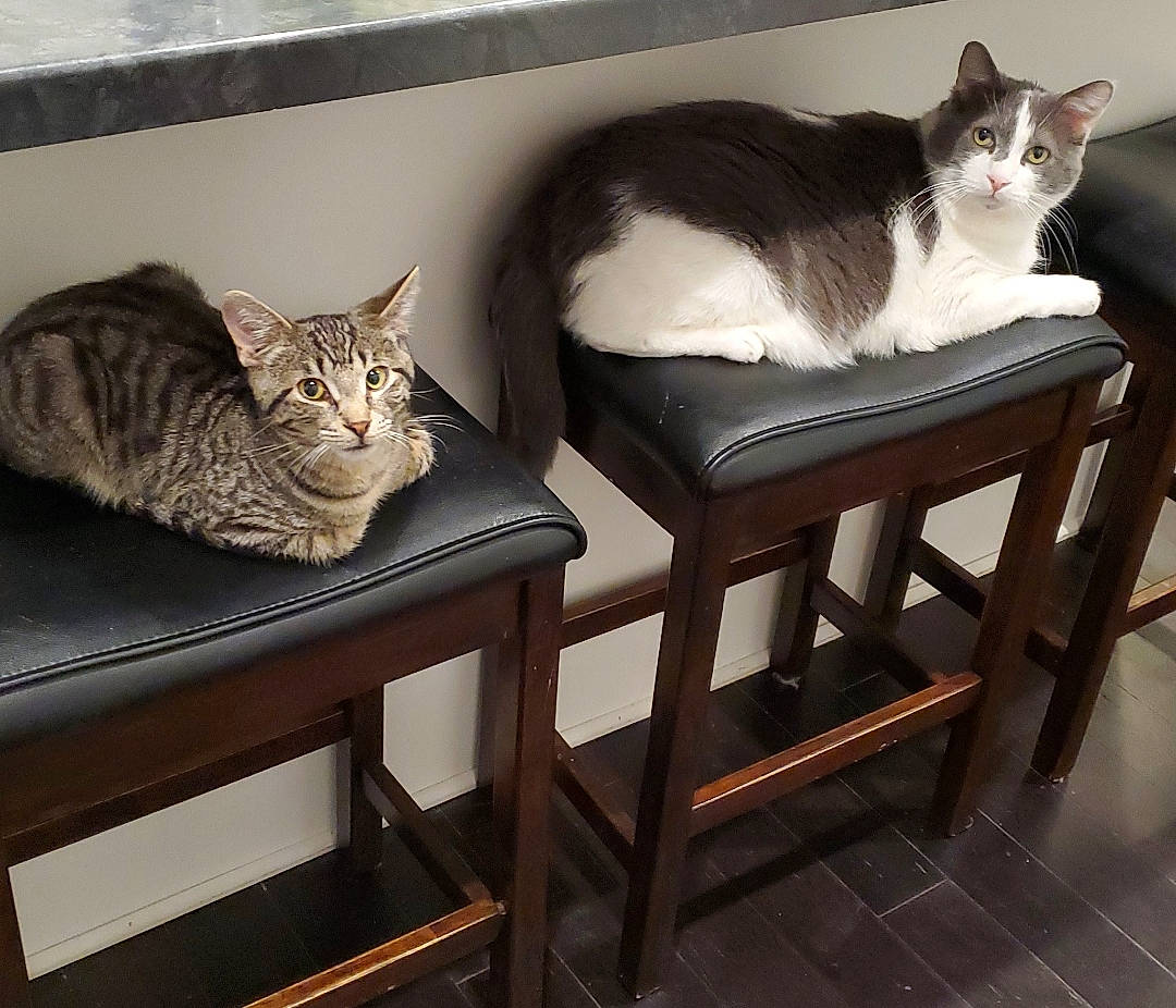 Yondu is registered to the contest to win money with this photo: american_wirehair, asian, carnivore, cat, domestic_short_haired_cat, european_shorthair, felidae, furniture, small_to_medium_sized_cats, table, whiskers