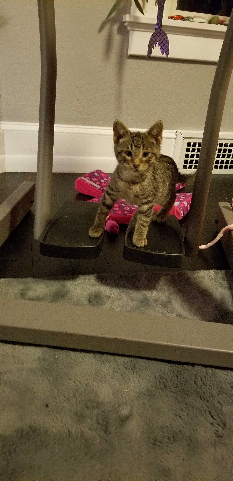 Yondu is registered to the contest to win money with this photo: american_shorthair, asian, bengal, carnivore, cat, chausie, domestic_short_haired_cat, dragon_li, egyptian_mau, european_shorthair, felidae, kitten, mammal, ocicat, pixie_bob, small_to_medium_sized_cats, tabby_cat, table, whiskers, wood