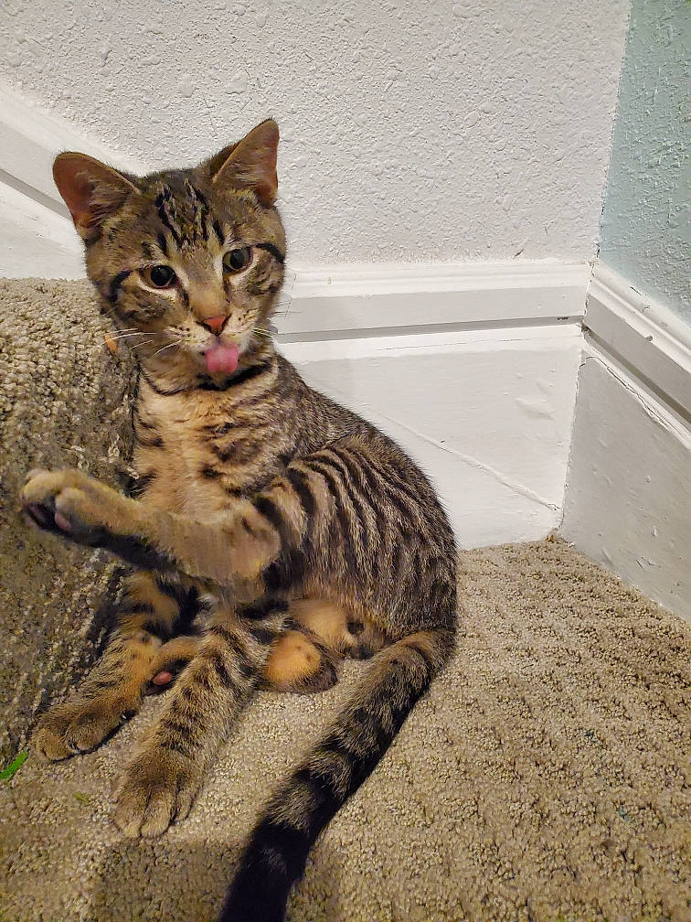 Yondu joined the competition — help win amazing prizes! arabian_mau, asian, bengal, california_spangled, carnivore, cat, domestic_short_haired_cat, dragon_li, european_shorthair, felidae, mammal, ocicat, savannah, small_to_medium_sized_cats, sokoke, tabby_cat, toyger, vertebrate, whiskers, wild_cat