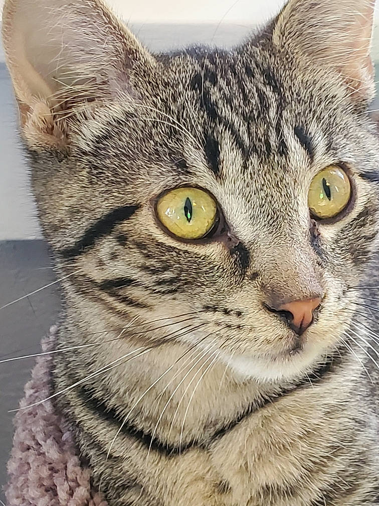 Yondu joined the competition — help win amazing prizes! american_shorthair, american_wirehair, asian, australian_mist, california_spangled, carnivore, cat, close_up, domestic_short_haired_cat, dragon_li, egyptian_mau, european_shorthair, eye, felidae, mammal, small_to_medium_sized_cats, snout, tabby_cat, vertebrate, whiskers