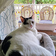 Oscar joined the competition — help win amazing prizes! cat, white_cat, black_patches, pet_bed, window, curtains, screen, porch, wicker_chairs, greenery, indoors, relaxed, animal, feline, looking_back, cozy, resting, daylight, home, comfortable