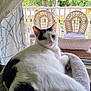 cat, white_cat, black_patches, pet_bed, window, curtains, screen, porch, wicker_chairs, greenery, indoors, relaxed, animal, feline, looking_back, cozy, resting, daylight, home, comfortable