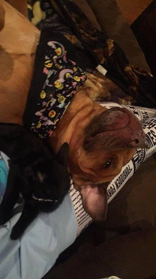 Hooch joined the competition — help win amazing prizes! american_pit_bull_terrier, canidae, dog_breed, fawn, non_sporting_group, selfie, sporting_group