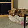 dog, sleeping, pet_bed, fluffy, indoor, tile_floor, toy, furniture, speaker, relaxing, brown, white, black, home, resting, cozy, quiet, calm, companion, animal