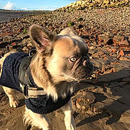 Milo is registered to the contest to win money with this photo: animal, bulldog, canine, dog, face, frenchbulldog, head, landscape, nature, outdoors, person, pet, photography, pitbull, portrait, puppy, rock, rubble, slate, soil