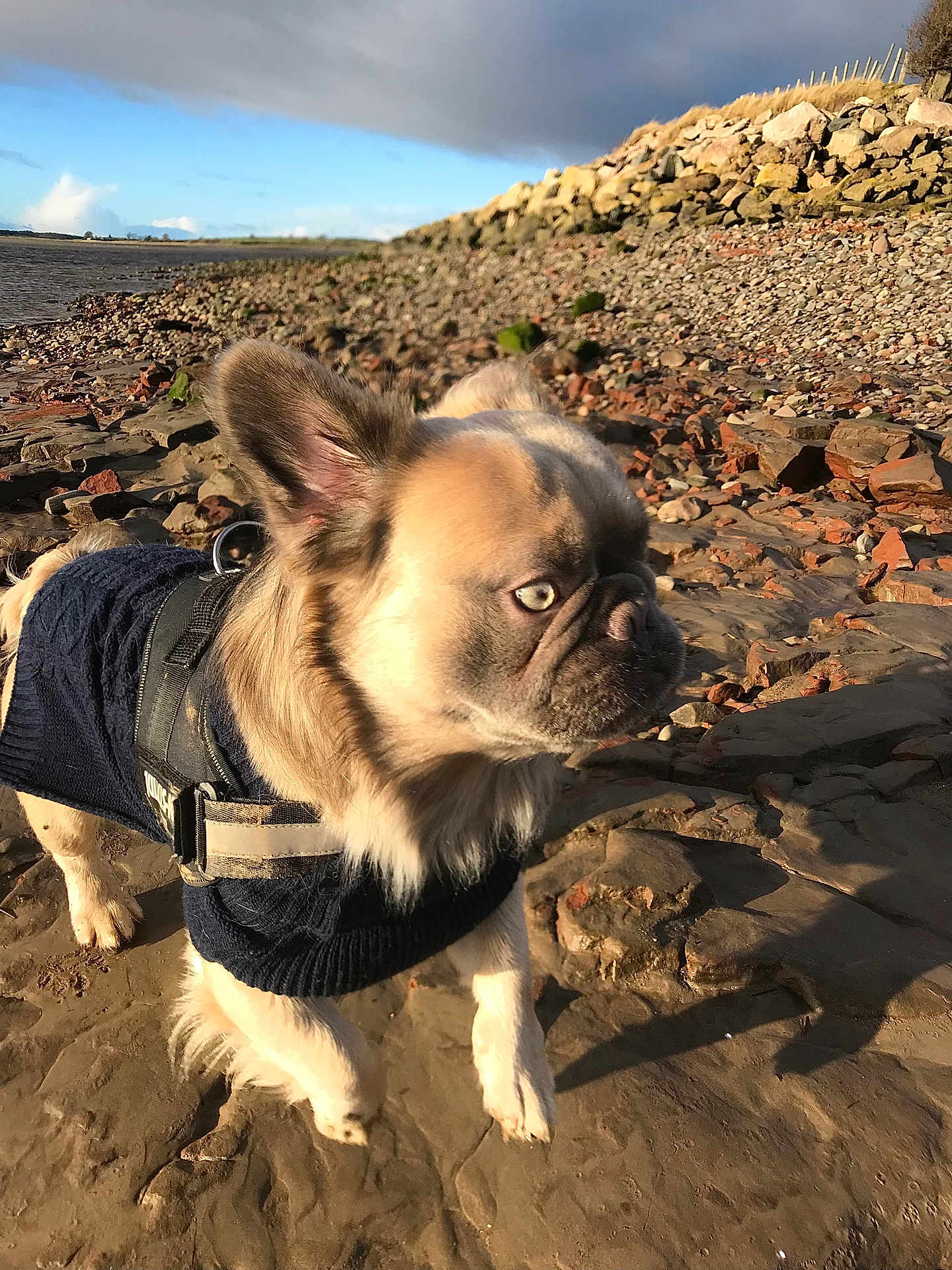 Milo is registered to the contest to win money with this photo: animal, bulldog, canine, dog, face, frenchbulldog, head, landscape, nature, outdoors, person, pet, photography, pitbull, portrait, puppy, rock, rubble, slate, soil