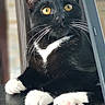 Mozart participe au concours pour gagner de l'argent avec cette photo : cat, tuxedo_cat, black_and_white, yellow_eyes, whiskers, close_up, paw, relaxed, indoor, feline, pet, curious, tablet, technology, blurred_background, fur, animal, domestic_cat, resting, portrait