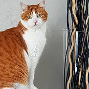 Mouki a rejoint le concours — aidez-le/la à gagner de superbes lots ! cat, orange_cat, white_cat, pet, feline, indoor, vase, decor, twisted_sticks, glass_vase, table, curious, green_eyes, sitting, fur, whiskers, animal, domestic_animal, portrait, wall