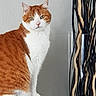 cat, orange_cat, white_cat, pet, feline, indoor, vase, decor, twisted_sticks, glass_vase, table, curious, green_eyes, sitting, fur, whiskers, animal, domestic_animal, portrait, wall