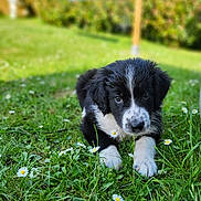 Juno a rejoint le concours — aidez-le/la à gagner de superbes lots ! puppy, dog, grass, flower, daisy, outdoor, nature, pet, animal, cute, black_and_white, young, lying_down, close_up, greenery, summer, garden, soft_focus, adorable, fur