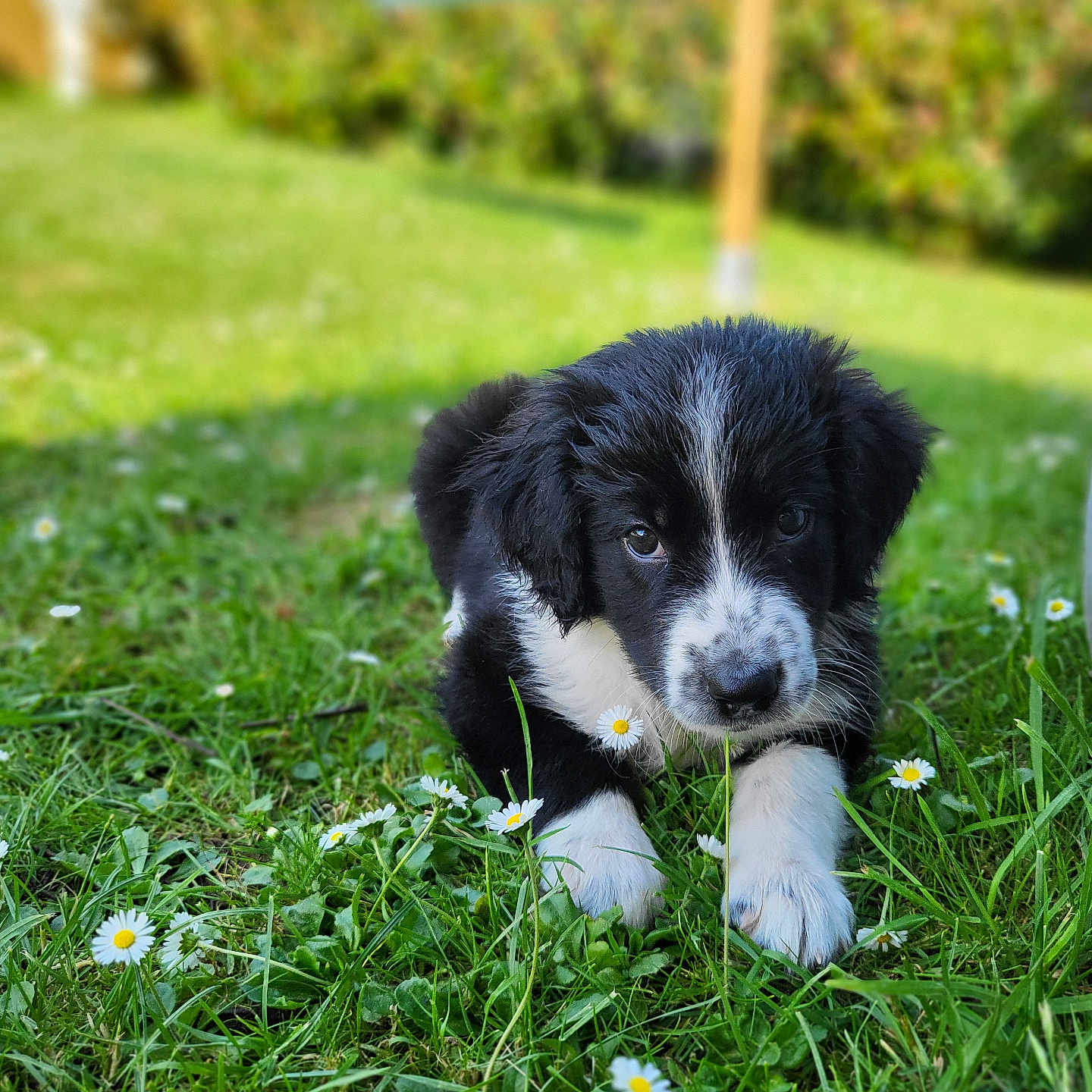 Juno