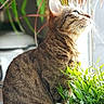 cat, tabby, animal, pet, indoor, plant, greenery, sunlight, window, whiskers, fur, side_view, domestic_cat, nature, closeup, portrait, curious, bright, daylight, feline