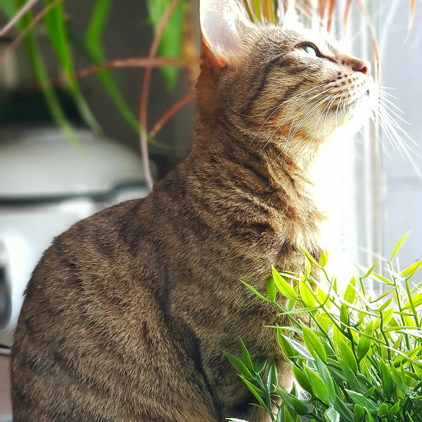 Bella