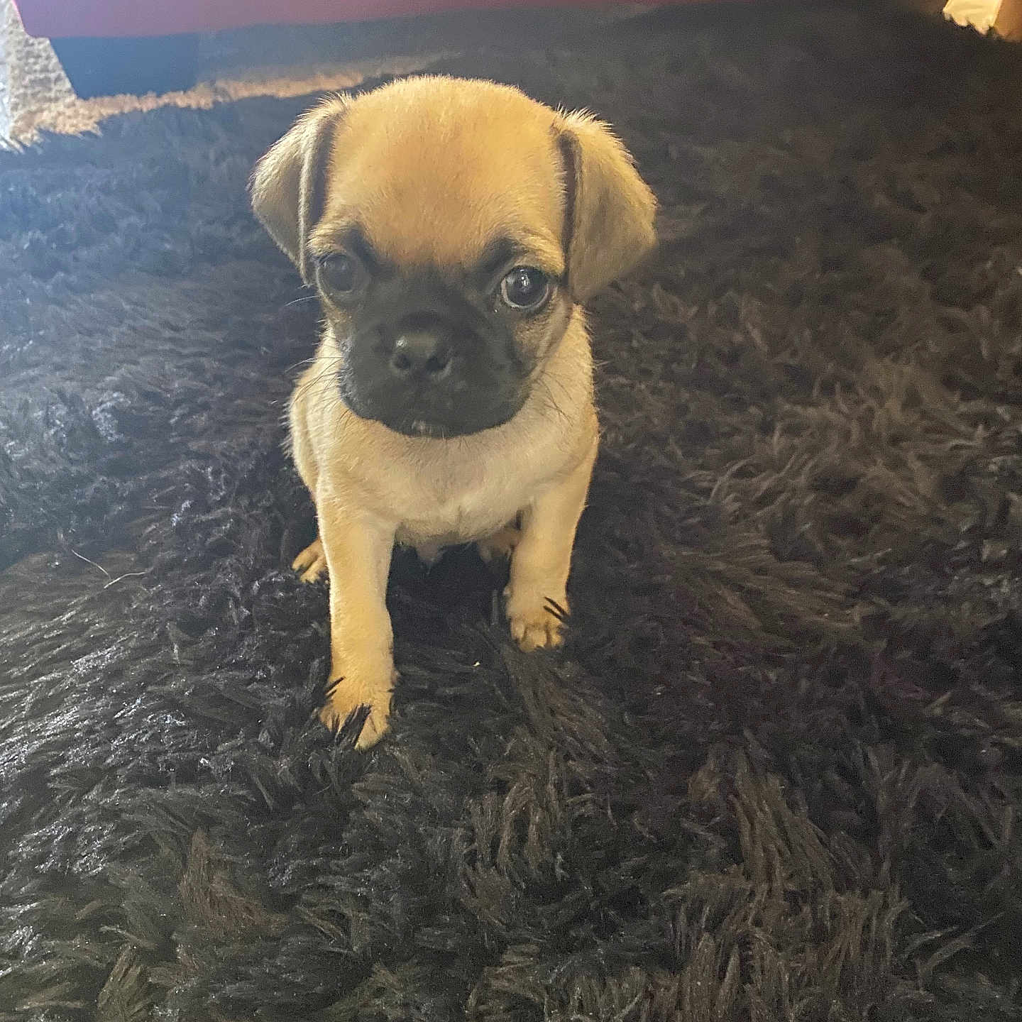 Sunny is registered to the contest to win money with this photo: adorable, animal, black_rug, carpet, companion, couch, cute, dog, domestic_animal, eyes, fur, fur_texture, indoor, looking, pet, puppy, red_couch, sitting, small_dog, young_dog