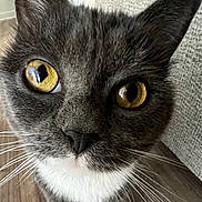 Little joined the competition — help win amazing prizes! cat, gray_cat, white_paws, golden_eyes, whiskers, close_up, curious, indoor, floor, wood_floor, pet, feline, domestic_cat, face, animal, looking_up, ears, texture_wall, cute, small_paws