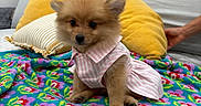 Dulce is registered to the contest to win money with this photo: puppy, dog, pet, cute, fluffy, dress, pink, striped, blanket, floral, colorful, pillow, yellow, bedroom, furniture, wooden, hand, indoor, cozy, small