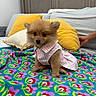 puppy, dog, pet, cute, fluffy, dress, pink, striped, blanket, floral, colorful, pillow, yellow, bedroom, furniture, wooden, hand, indoor, cozy, small