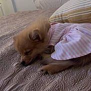 Dulce is registered to the contest to win money with this photo: dog, puppy, sleeping, bed, blanket, pillow, indoor, pet, cute, fur, resting, small_dog, pink_clothing, striped_clothing, cozy, animal, mammal, relaxation, domestic_animal, home