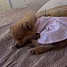 dog, puppy, sleeping, bed, blanket, pillow, indoor, pet, cute, fur, resting, small_dog, pink_clothing, striped_clothing, cozy, animal, mammal, relaxation, domestic_animal, home