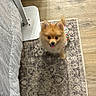Dulce is registered to the contest to win money with this photo: dog, pomeranian, pet, fluffy, small_dog, indoor, rug, patterned_rug, wooden_floor, bed, bedding, fabric, cute, happy, tongue_out, animal, domestic_animal, sitting, colorful_clothing, looking_up