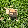 Dulce is registered to the contest to win money with this photo: puppy, dog, grass, outdoor, sunlight, cute, small, fluffy, animal, pet, nature, green, young, adorable, fur, playful, mammal, canine, summer, daylight