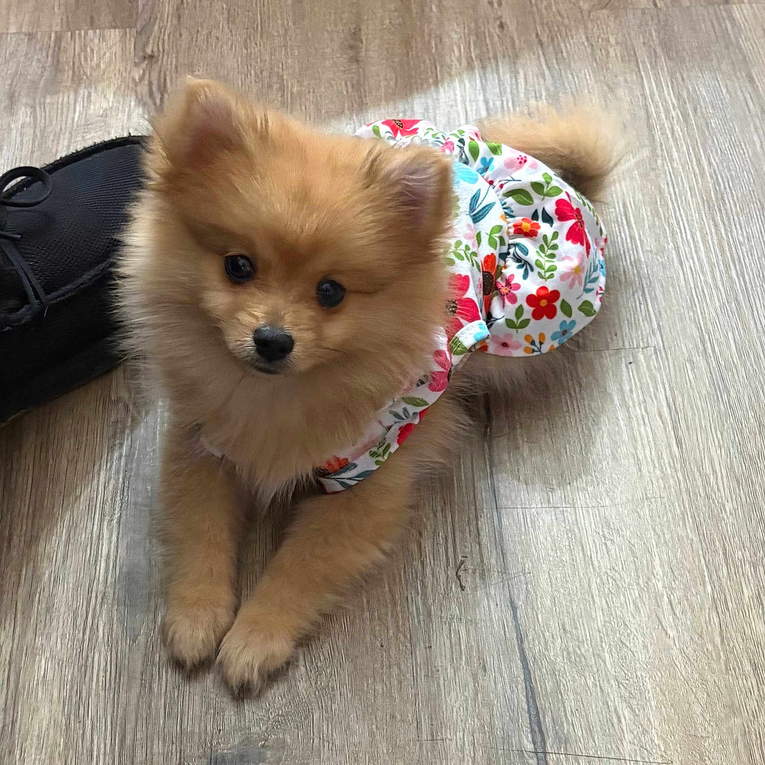 Dulce is registered to the contest to win money with this photo: pomeranian, puppy, dog, fluffy, pet, floor, wooden_floor, clothing, floral_pattern, cute, small_dog, indoor, shoe, animal, domestic_animal, fur, ears, tail, black_shoe, lying_down