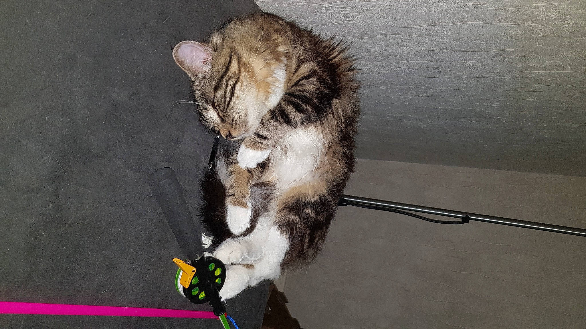 Sweety participe au concours pour gagner de l'argent avec cette photo : canidae, carnivore, cat, cat_toy, claw, domestic_short_haired_cat, felidae, fur, paw, plant, small_to_medium_sized_cats, tail, whiskers