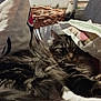 Sweety participe au concours pour gagner de l'argent avec cette photo : bed_sheet, bedding, carnivore, cat, comfort, domestic_short_haired_cat, felidae, flooring, fur, grey, linens, maine_coon, nap, room, small_to_medium_sized_cats, tail, television, textile, whiskers, wood