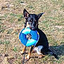 animal, black, blue, brown, circle, cute, dog, ears, fur, grass, leash, mouth, nature, outdoor, pet, play, sitting, summer, toy, wet