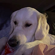 Princesse a rejoint le concours — aidez-le/la à gagner de superbes lots ! dog, white_dog, pet, resting, blanket, cozy, indoor, closeup, fur, animal, mammal, canine, sleepy, soft, comfort, relaxed, paw, face, ears, nose