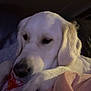 dog, white_dog, pet, resting, blanket, cozy, indoor, closeup, fur, animal, mammal, canine, sleepy, soft, comfort, relaxed, paw, face, ears, nose