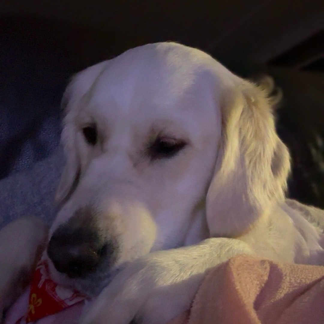 Princesse a rejoint le concours — aidez-le/la à gagner de superbes lots ! animal, blanket, canine, closeup, comfort, cozy, dog, ears, face, fur, indoor, mammal, nose, paw, pet, relaxed, resting, sleepy, soft, white_dog