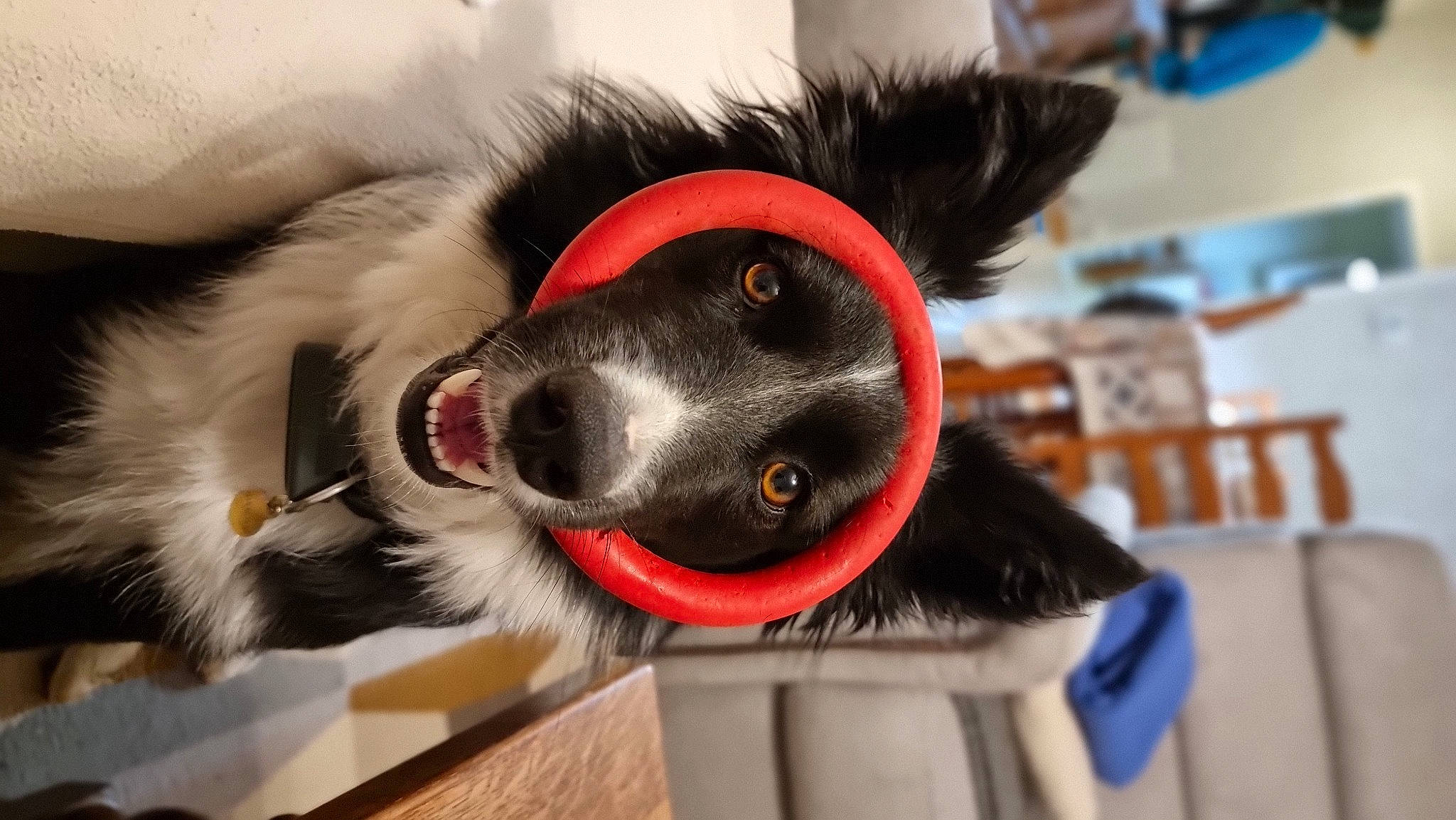 Yuma participe au concours pour gagner de l'argent avec cette photo : audio_equipment, canidae, carmine, carnivore, collar, companion_dog, dog, dog_breed, dog_collar, dog_supply, ear, fur, herding_dog, pet_supply, snout, sporting_group, whiskers, working_animal, working_dog