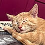 Kobe joined the competition — help win amazing prizes! cat, sleeping, ginger, paw, closeup, fur, whiskers, nose, relaxed, indoors, face, pet, animal, cute, resting, peaceful, feline, soft, warm, background