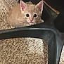 kitten, cat, orange_cat, pet, curious, indoor, carpet, chair_base, feline, young_animal, cute, small, whiskers, ears, floor, looking_up, animal, domestic, fur, playful