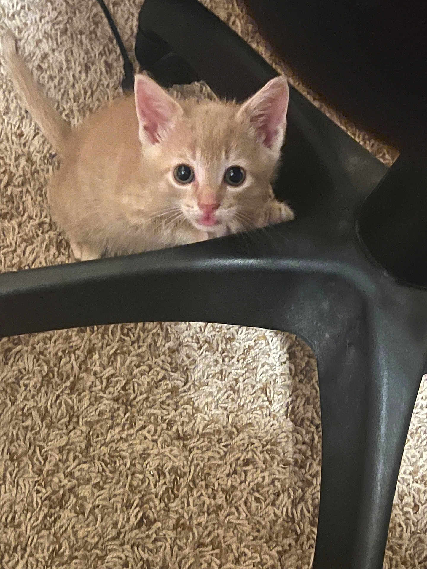 Kobe joined the competition — help win amazing prizes! kitten, cat, orange_cat, pet, curious, indoor, carpet, chair_base, feline, young_animal, cute, small, whiskers, ears, floor, looking_up, animal, domestic, fur, playful