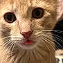 Kobe joined the competition — help win amazing prizes! kitten, cat, close_up, orange_tabby, whiskers, pink_nose, tongue_out, cute, pet, animal, feline, fur, young_cat, curious, face, indoors, domestic_cat, portrait, soft_light, macro