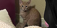 Kobe is registered to the contest to win money with this photo: kitten, cat, orange_cat, indoor, furniture, blanket, carpet, curious, young, pet, animal, cozy, home, cute, small, fur, whiskers, ears, floor, resting