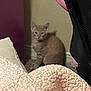 kitten, cat, orange_cat, indoor, furniture, blanket, carpet, curious, young, pet, animal, cozy, home, cute, small, fur, whiskers, ears, floor, resting