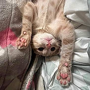 Kobe is registered to the contest to win money with this photo: kitten, cat, upside_down, paw_pads, pink_pads, blanket, bed, cozy, feline, cute, resting, stretching, soft, fur, whiskers, indoors, sleepy, pet, tabby, relaxed