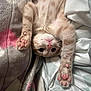 kitten, cat, upside_down, paw_pads, pink_pads, blanket, bed, cozy, feline, cute, resting, stretching, soft, fur, whiskers, indoors, sleepy, pet, tabby, relaxed