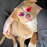 Roscoe is registered to the contest to win money with this photo: puppy, dog, sunglasses, person, tattoos, butterfly_tattoo, flower_tattoo, lap, couch, relaxing, cozy, indoor, cute, pet, animal, brown_fur, white_paws, pink_nose, playful, fashion_accessory
