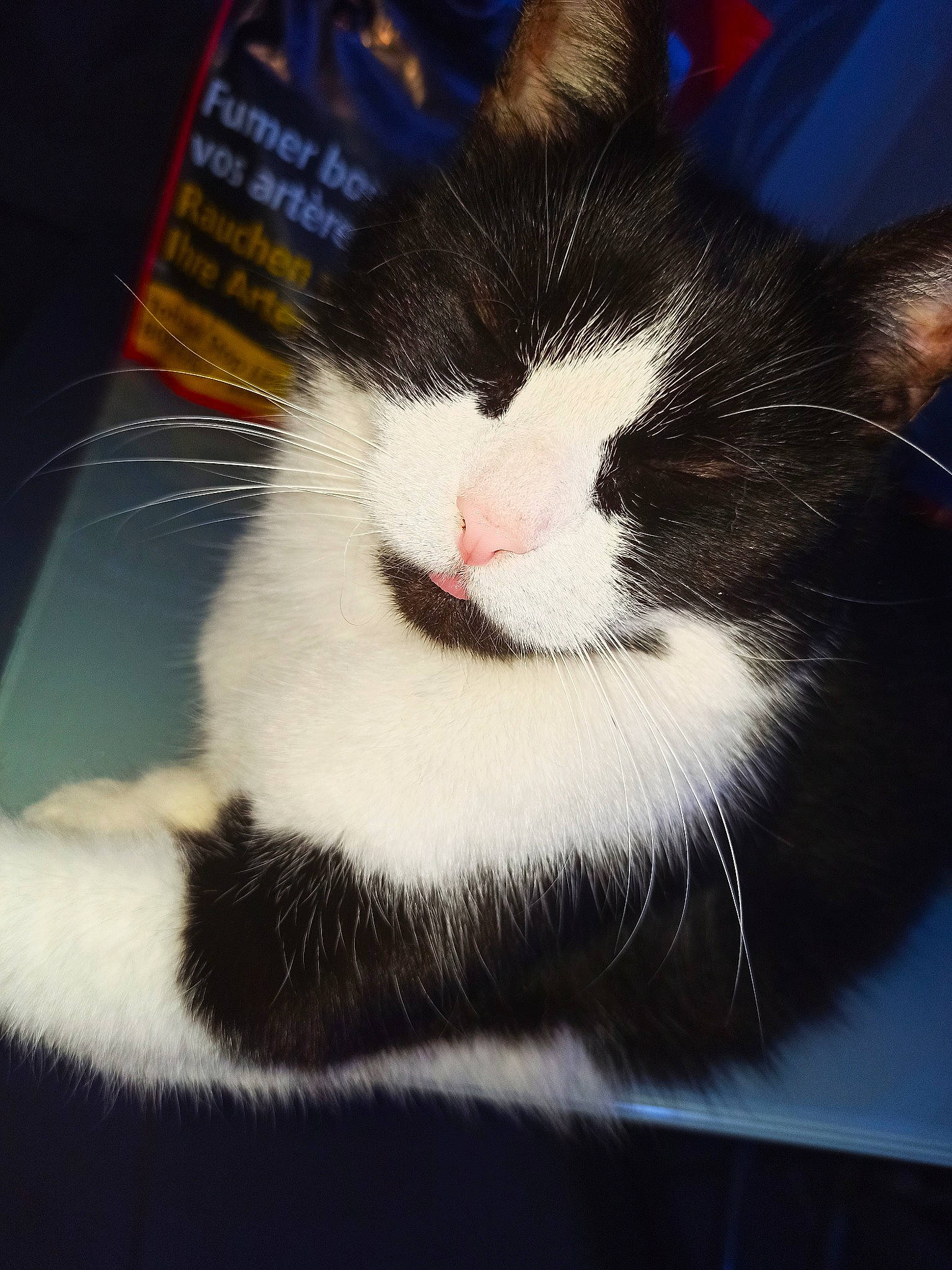 Minette participe au concours pour gagner de l'argent avec cette photo : carnivore, cat, comfort, domestic_short_haired_cat, electric_blue, felidae, fur, paw, pet_supply, small_to_medium_sized_cats, snout, square, tail, terrestrial_animal, whiskers