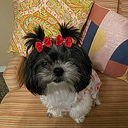 Charley joined the competition — help win amazing prizes! dog, pet, bow, black_and_white, fluffy, couch, pillow, striped, cute, small_dog, indoor, fur, animal, looking_up, decor, seated, adorable, ears, red_bow, friendly