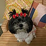 dog, pet, bow, black_and_white, fluffy, couch, pillow, striped, cute, small_dog, indoor, fur, animal, looking_up, decor, seated, adorable, ears, red_bow, friendly
