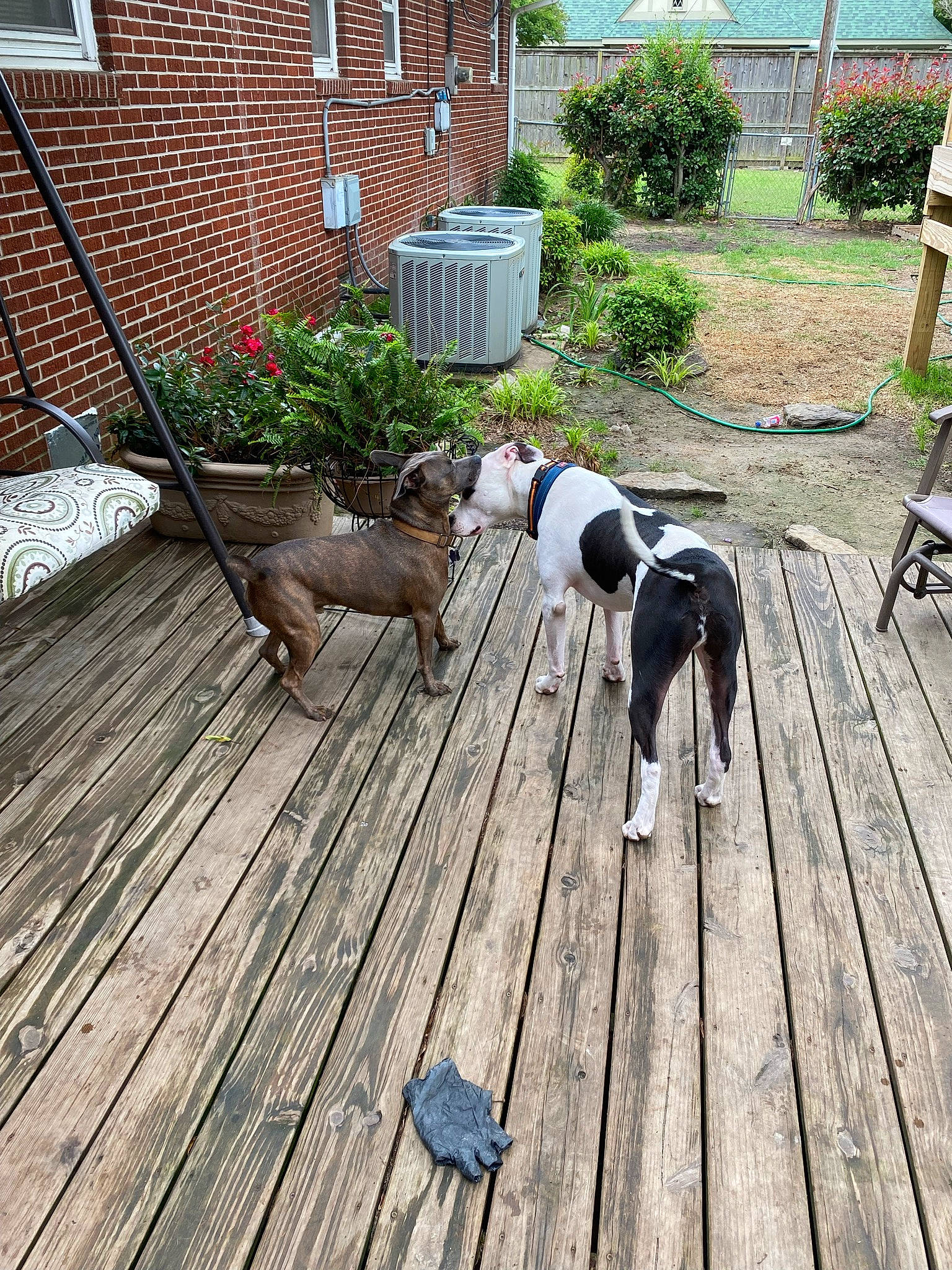 Joker is registered to the contest to win money with this photo: chair, companion_dog, dog, dog_breed, fawn, floor, flooring, grass, hardwood, leisure, outdoor_furniture, plank, plant, porch, road_surface, sitting, window, wood, wood_flooring, wood_stain