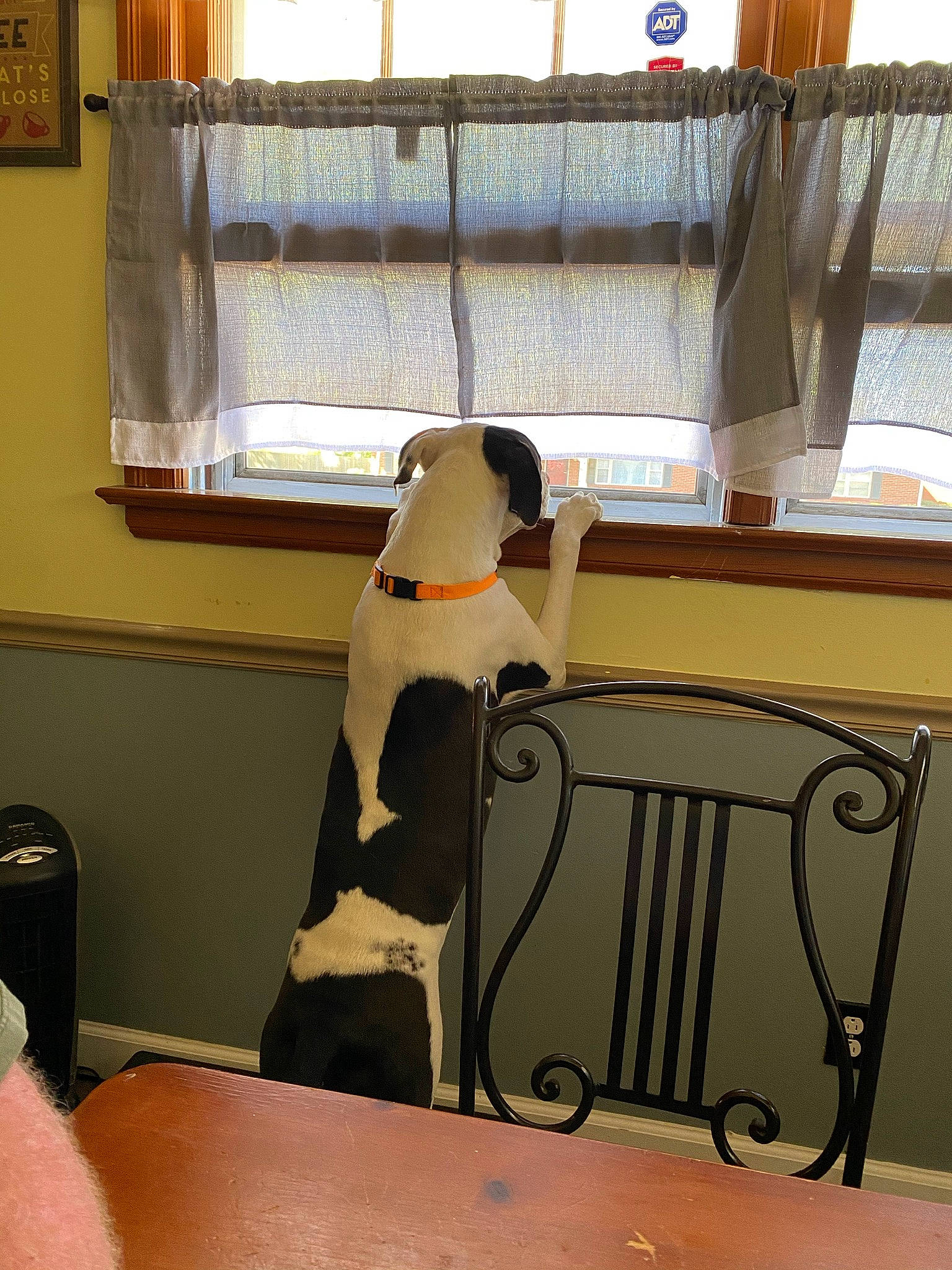 Joker is registered to the contest to win money with this photo: chair, comfort, curtain, flightless_bird, flooring, furniture, hardwood, hat, interior_design, penguin, room, stuffed_toy, table, textile, toy, window, window_blind, window_covering, window_treatment, wood