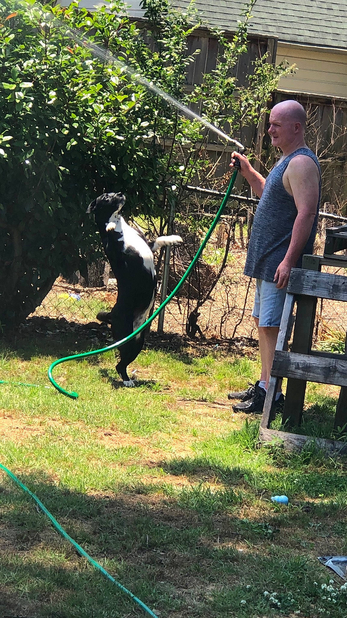 Roxy joined the competition — help win amazing prizes! canidae, carnivore, fun, grass, jungle, lawn, leaf, leash, leisure, mammal, people_in_nature, plant, primate, recreation, shorts, soil, sporting_group, tail, terrestrial_animal, tree