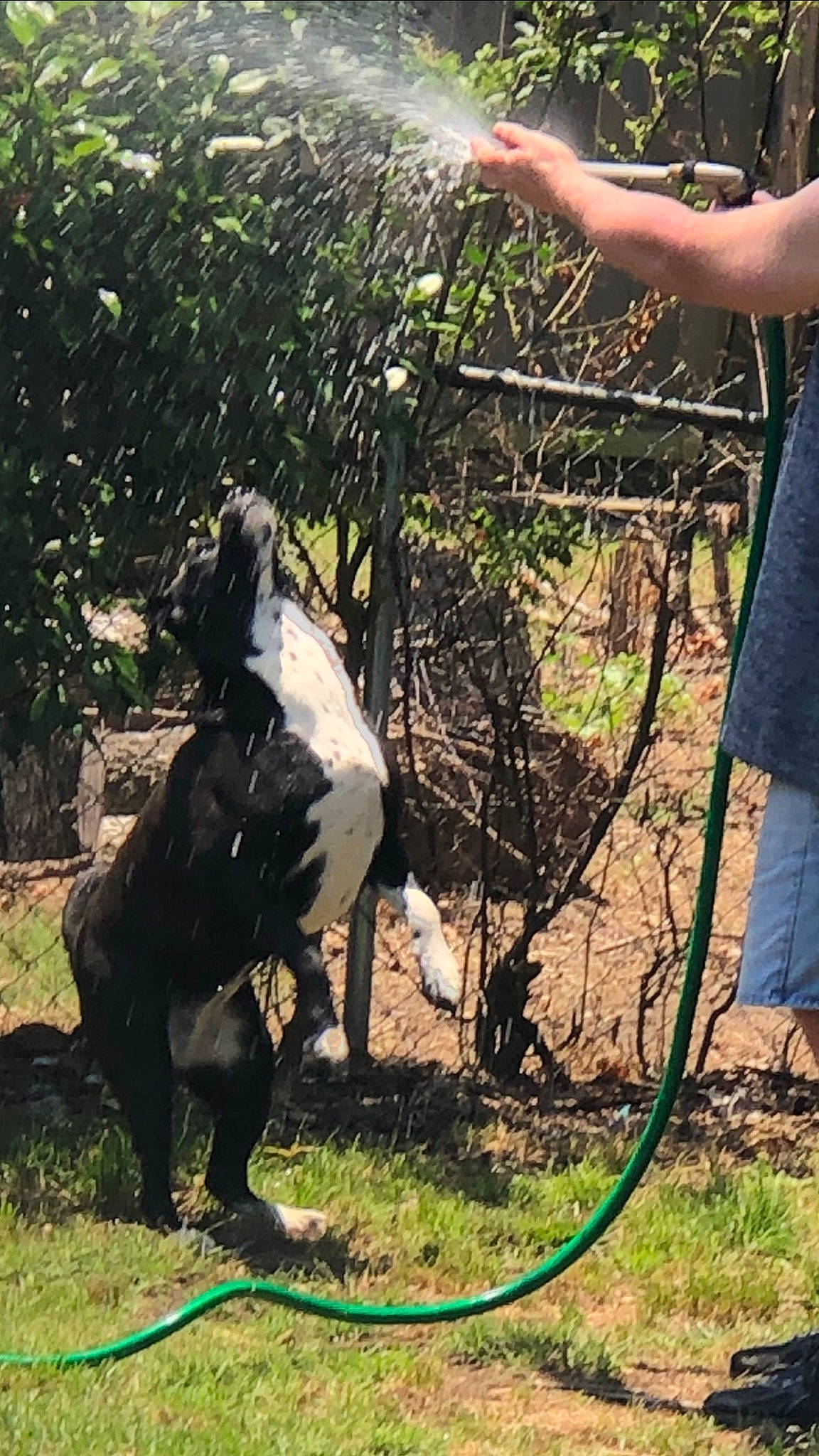 Roxy joined the competition — help win amazing prizes! bridle, canidae, dog_breed, fawn, goat, goat_antelope, grass, landscape, leash, livestock, pack_animal, pasture, plant, recreation, soil, sporting_group, tail, terrestrial_animal, wildlife, working_animal