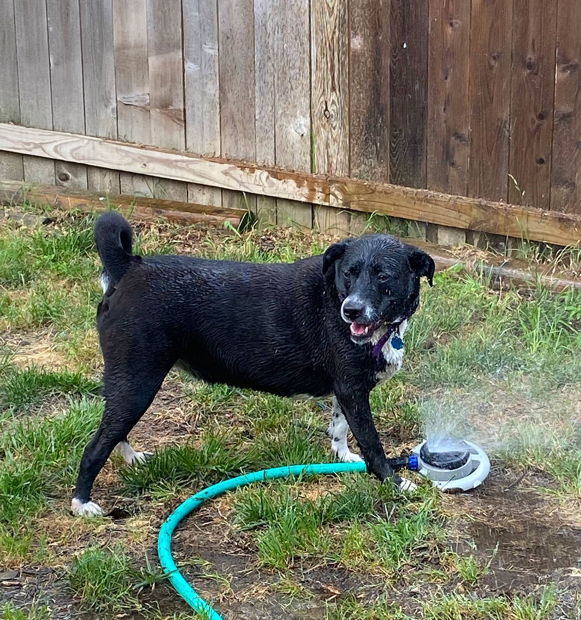 Roxy is registered to the contest to win money with this photo: borador, carnivore, collar, companion_dog, dog, dog_breed, dog_collar, dog_supply, fence, garden_hose, grass, home_fencing, pet_supply, plant, snout, sporting_group, tail, terrestrial_animal, wood, working_animal